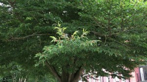 Buk pospolity (Fagus sylvatica) Asplenifolia c4 zdjęcie 4