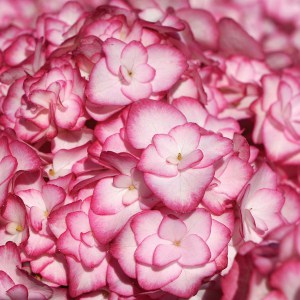 Hortensja ogrodowa (Hydrangea) Miss Saori c3 zdjęcie 1