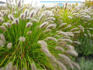 Trawa rozplenica japońska piórkówka (Pennisetum) Moudry zdjęcie