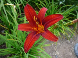 Liliowiec (Hemerocallis) Autumn Red c3 zdjęcie 4