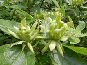 Kielichowiec wonny (Calycanthus floridus) Athens c5 zdjęcie 3