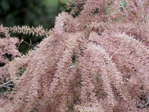 Tamaryszek czteropręcikowy, tamaryszek drobnokwiatowy (Tamarix parviflora) c2 zdjęcie 4