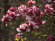 Magnolia Pickard's Garnet zdjęcie 3