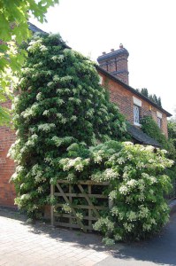Hortensja pnąca (Hydrangea petiolaris) zdjęcie 3