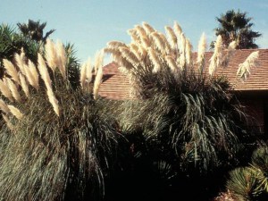 Trawa pampasowa biała (Cortaderia) trawy ozdobne zdjęcie 4