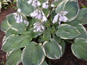 Funkia (Hosta) Knockout sadzonka zdjęcie 2