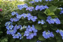 Hortensja ogrodowa (Hydrangea) Blaumeise zdjęcie 4