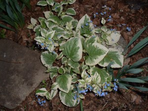 Brunera wielkolistna (Brunnera macrophylla) Variegata zdjęcie 4