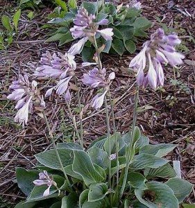 Funkia (Hosta) Pacyfic Blue Edger zdjęcie 3