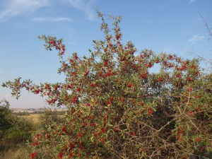 Szeferdia srebrzysta (Shepherdia argentea) c2 zdjęcie 4