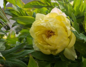 Piwonia drzewiasta (Paeonia suffruticosa) odm. chińska żółta zdjęcie 3