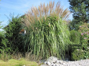 Miskant chiński olbrzymi (Miscanthus sinensis) Giganteus c3 zdjęcie 1