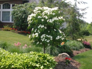 Dereń kousa (Cornus kousa) odmiana chińska c2 zdjęcie 3