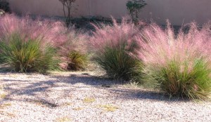 Muhlenbergia, Trawa włosowata (Muhlenbergia capilaris) zdjęcie 4
