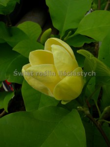 Magnolia brooklińska (Magnolia brooklynensis) Yellow Bird c12 zdjęcie 4