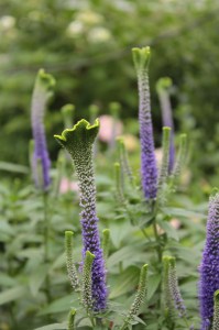 Przetacznik kłosowy (Veronica spicata) Christa zdjęcie 4