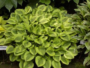 Funkia (Hosta) Grand Tiara zdjęcie 4