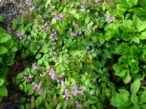 Epimedium wielkokwiatowe (Epimedium grandiflorum) Lilafee zdjęcie 4