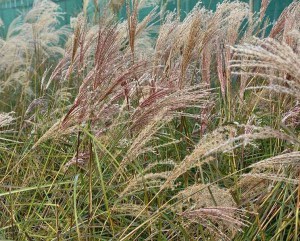 Miskant chiński (Miscanthus chinensis) Krater zdjęcie 4