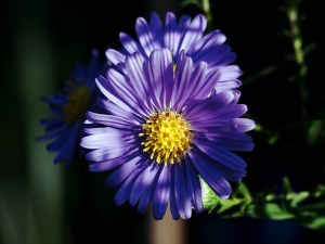 Aster krzaczasty (Aster dumosus) Blaue Lagune zdjęcie 4