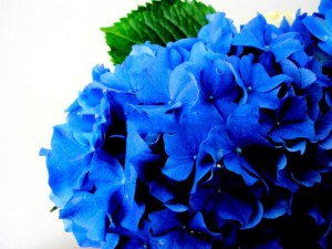 Hortensja ogrodowa niebieska (Hydrangea macrophylla) Nikko Blue zdjęcie 4