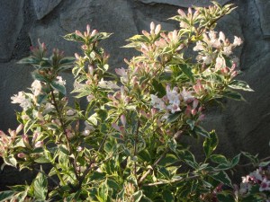 Krzewuszka (Weigela) Variegata c3 zdjęcie 3