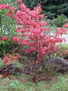 Parocja perska (Parrotia persica) sadzonka zdjęcie 6