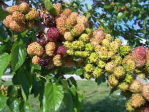 Morwa czarna (Morus nigra) jadalne owoce zdjęcie 3