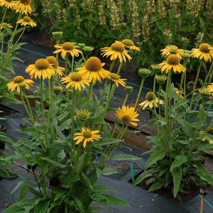 Jeżówka purpurowa (Echinacea) Kismet Yellow zdjęcie 4