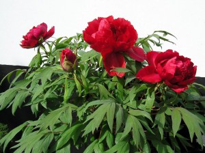 Piwonia drzewiasta (Paeonia suffruticosa) odm. chińska czerwona zdjęcie 2