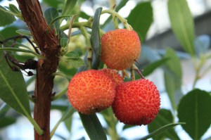 Drzewo truskawkowe (Arbutus unedo) c2 zdjęcie 4