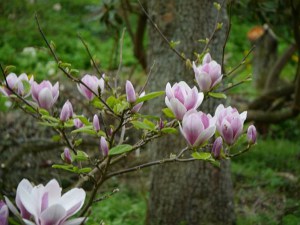 Magnolia Fragrant Cloud c3 zdjęcie 4