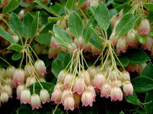 Enkiant dzwonkowaty (Enkianthus) c2 zdjęcie 2