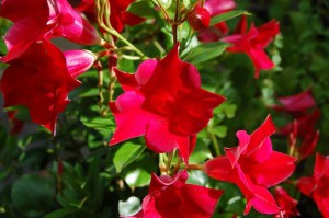 Sandewilla (Sundaville, dipladenia) Classic Red zdjęcie 1