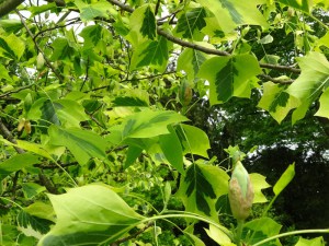 Tulipanowiec amerykański (Lirodendron tulipifera) Aureomarginatum c4 zdjęcie 4