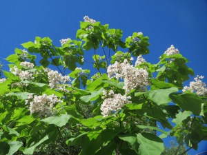 Katalpa, surmia (Catalpa bignonioides) c10 zdjęcie 4