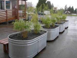 Bambus Bisseta - Fylostachys Bisseta (Phyllostachys bissetii) c2 zdjęcie 4