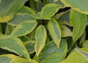 Dereń biały (Cornus alba) Gouchaultii zdjęcie 4