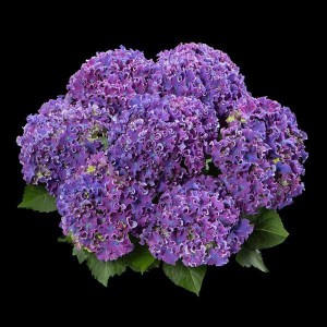 'Hortensja ogrodowa (Hydrangea) Curly Sparkle c3 zdjęcie 4' Hortensja ogrodowa (Hydrangea) Curly Sparkle c3 zdjęcie 4