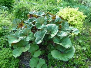 Języczka pomarańczowa (Ligularia dentata) Othello zdjęcie 3