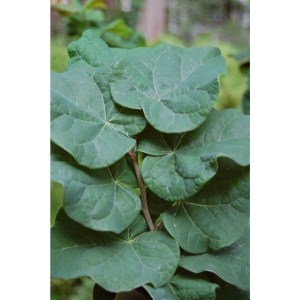 Judaszowiec kanadyjski (Cercis canadensis) Little Woody c3 zdjęcie 4