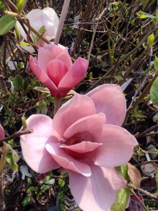 Magnolia Shirazz zdjęcie 4