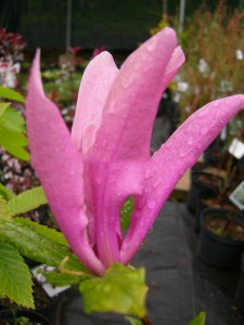 Magnolia Susan - kwitnie dwa razy w roku c2 zdjęcie 2