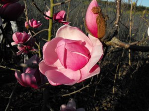 Magnolia Brixton Belle c4 zdjęcie 4