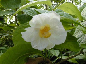 Kielichowiec chiński (Sinocalycanthus chinensis) zdjęcie 4