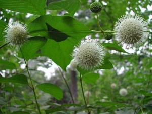 Guzikowiec (Cephalanthus occidentalis) krzewy liściaste kwitnące na biało