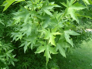 Ambrowiec amerykański (Liquidambar) Worplesdon c4 zdjęcie 4