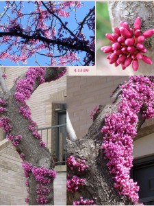 Judaszowiec chiński (Cercis chinensis) Avondale c4 zdjęcie 4