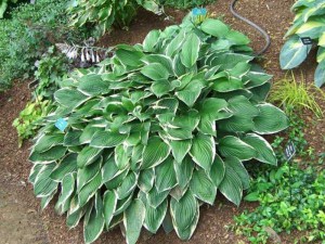 Funkia (Hosta) Francee sadzonka zdjęcie 3