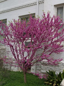 Judaszowiec chiński (Cercis chinensis) Don Egolf c4 zdjęcie 4